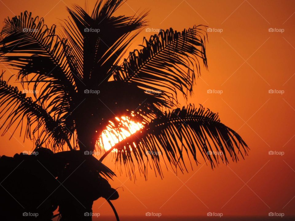 coconut tree