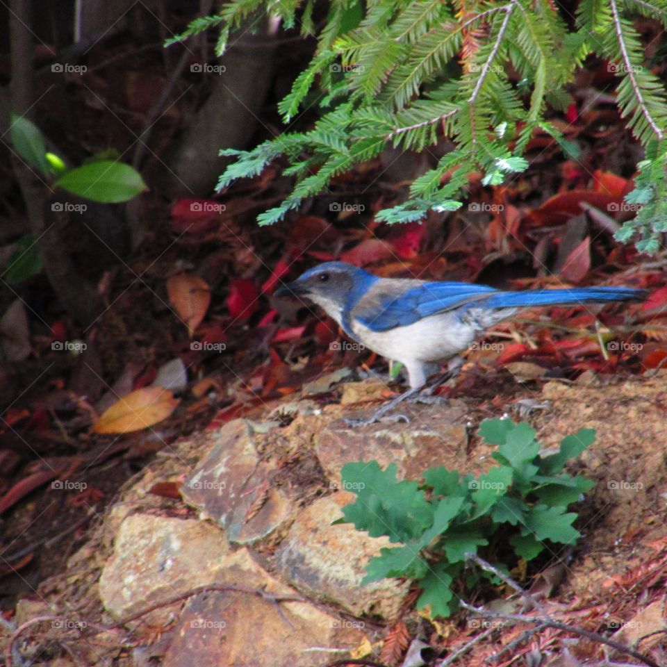 backyard blue jay