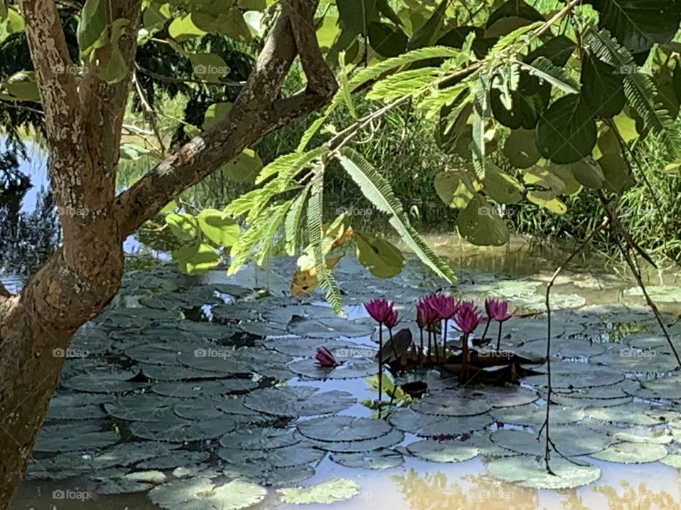 The stories of the nature,my garden (Thailand)