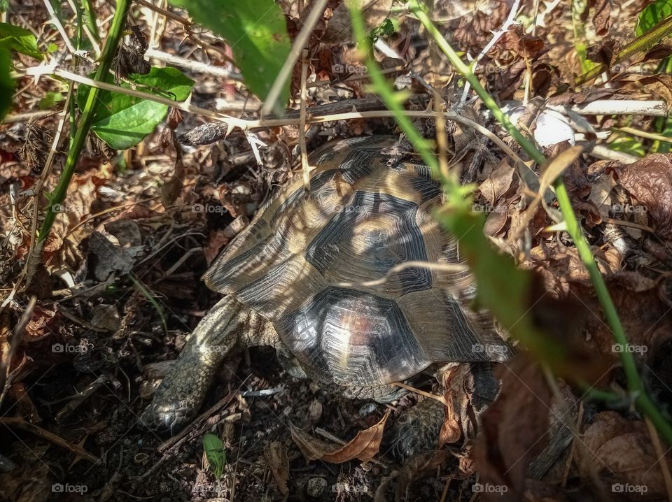 A land turtle burrowed into autumn leaves in the forest.