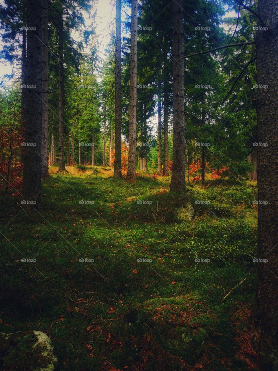 Autumn forest in Poland