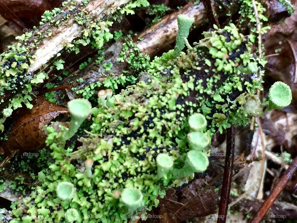 Green lichen 