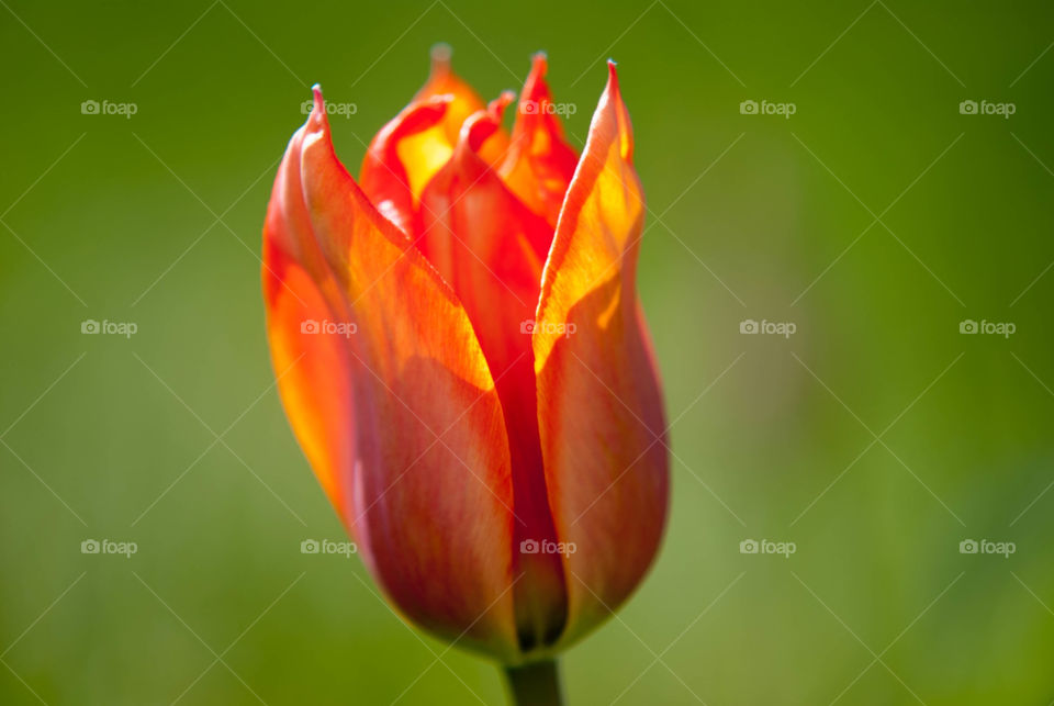 flower highlights by AS74