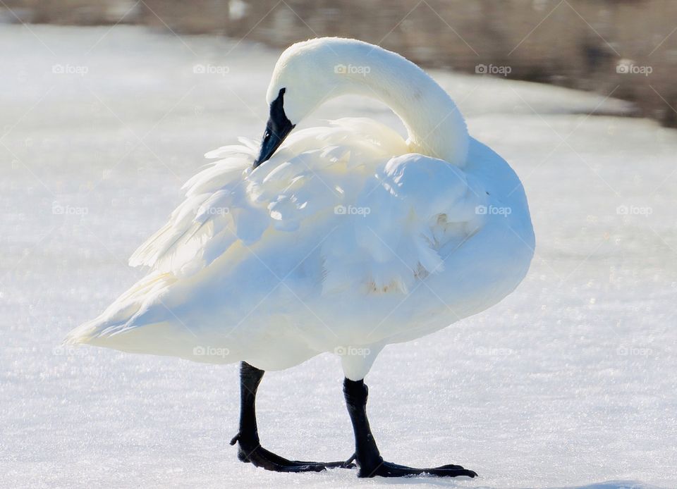 Gorgeous white swans!! 