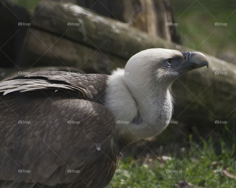 Griffon vulture