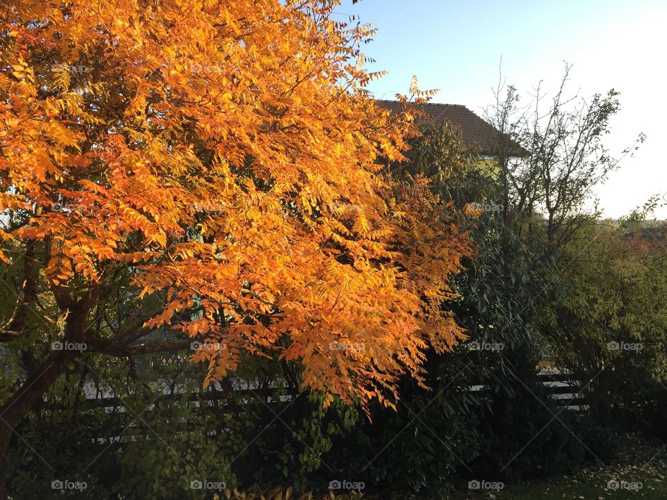 Fall, Leaf, Tree, Maple, Landscape
