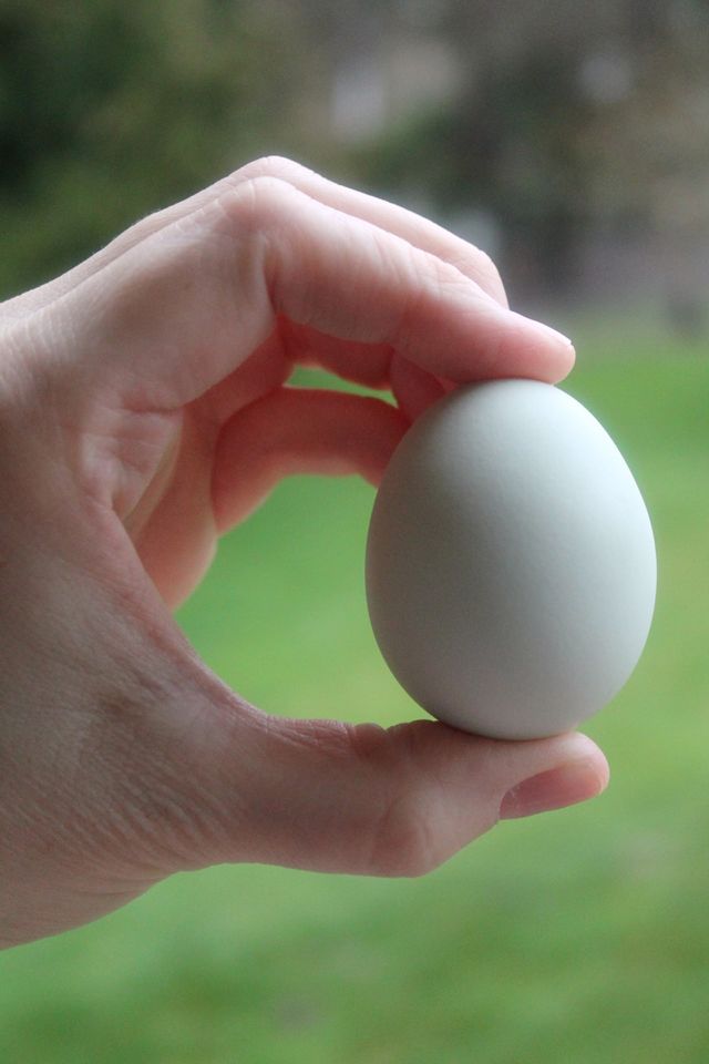 egg