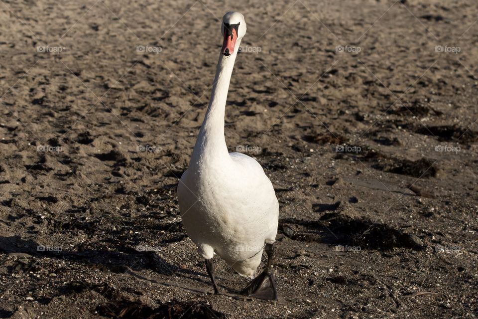 Beautiful big white swan walking on the sandy beach is coming towards the camera - stor vacker vit svan går på sandstrand, kommer rakt mot kameran 