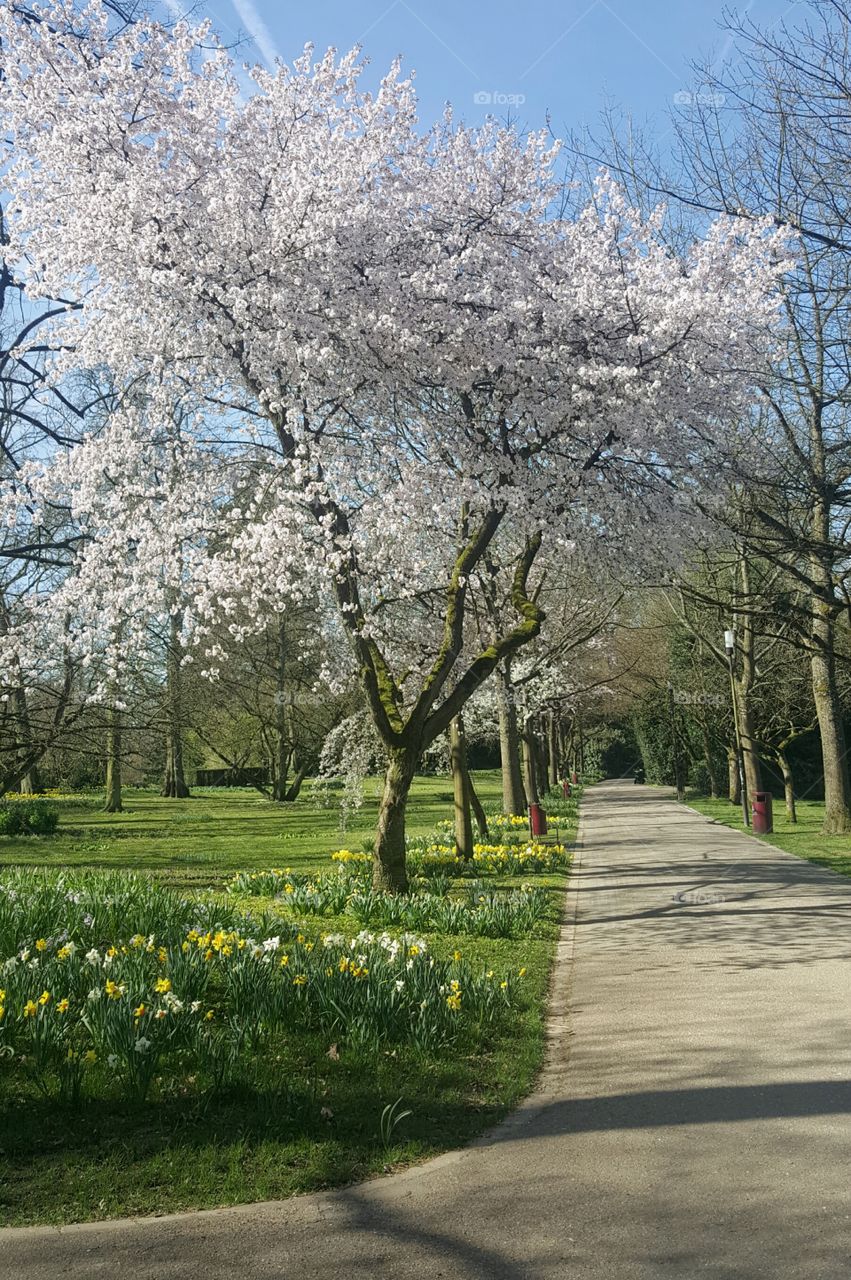 Spring at Luxembourg