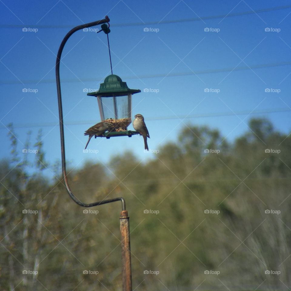 Two birds at the birdfeeder