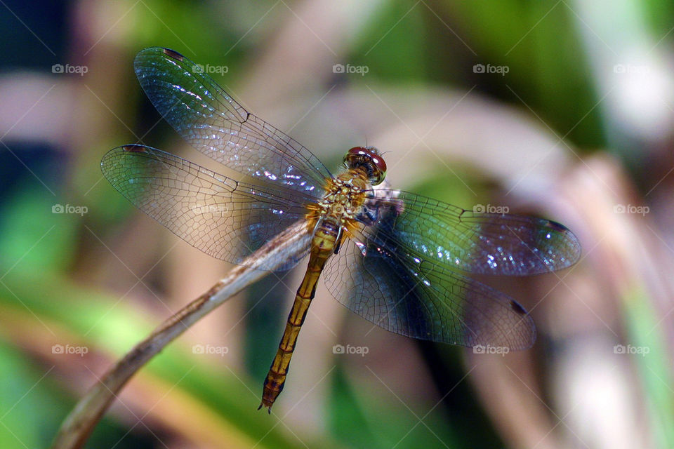 Dragonfly