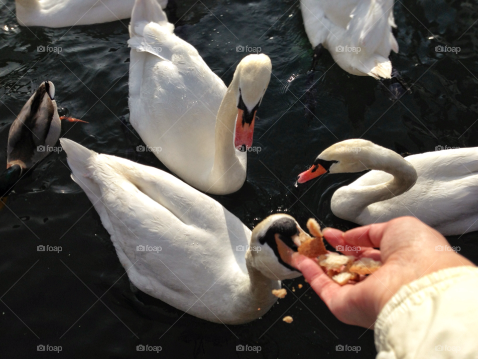 birds water lake swan by Elina