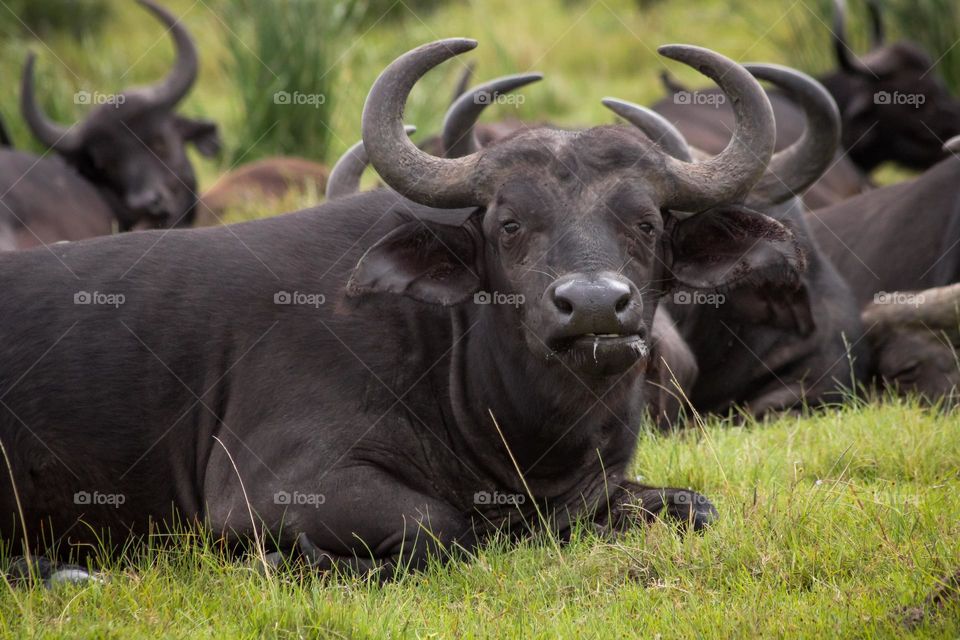 Herd of Buffalo laying down on the grass