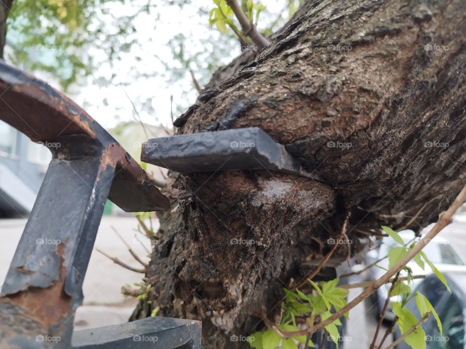 Tree eating an iron fence