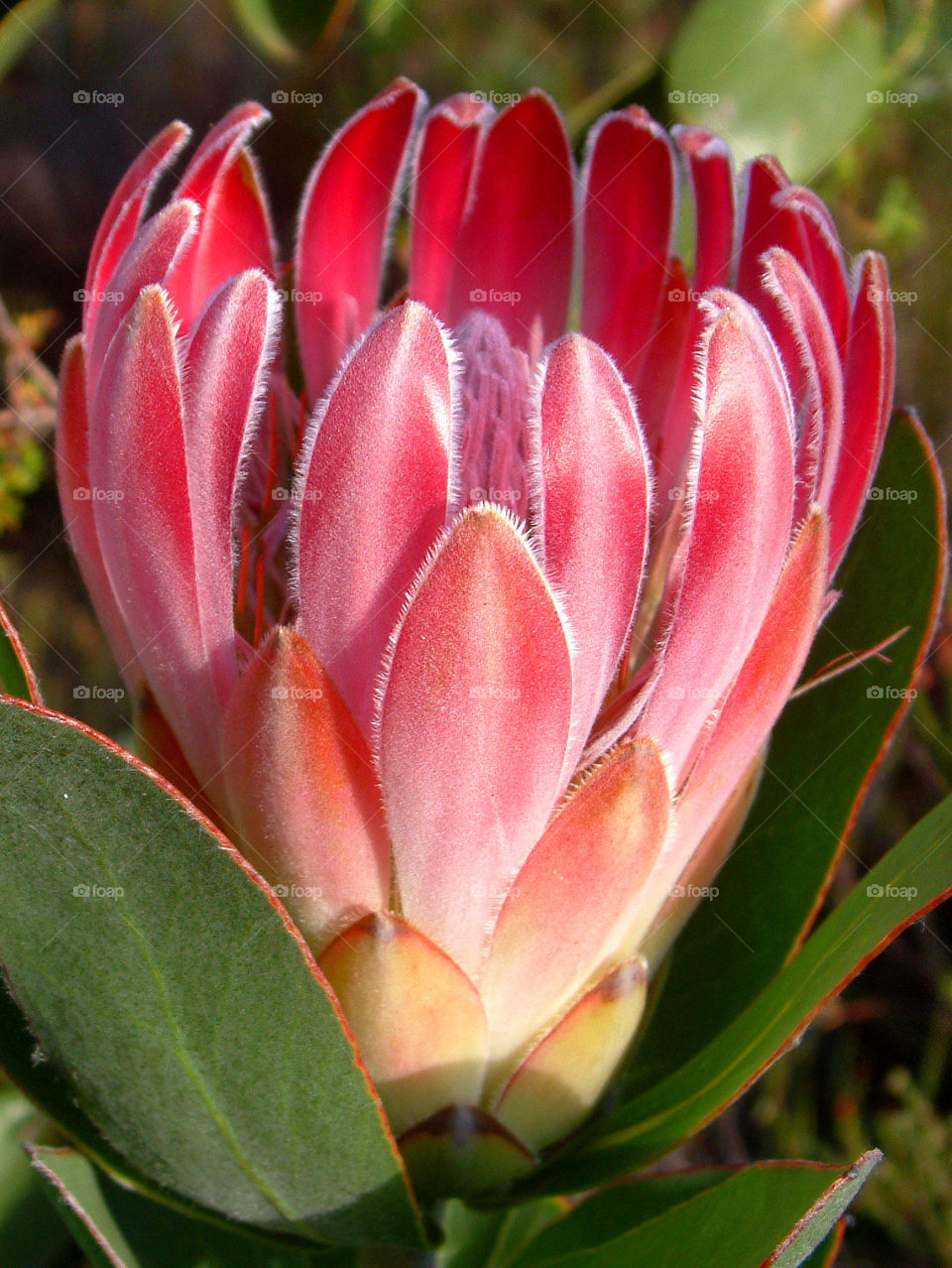 Protea