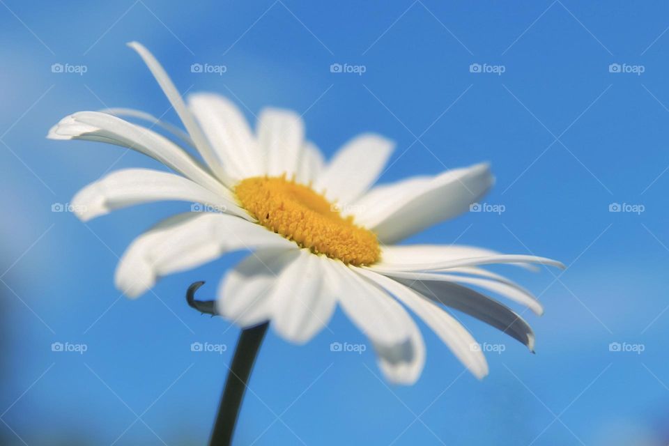 chamomile flower