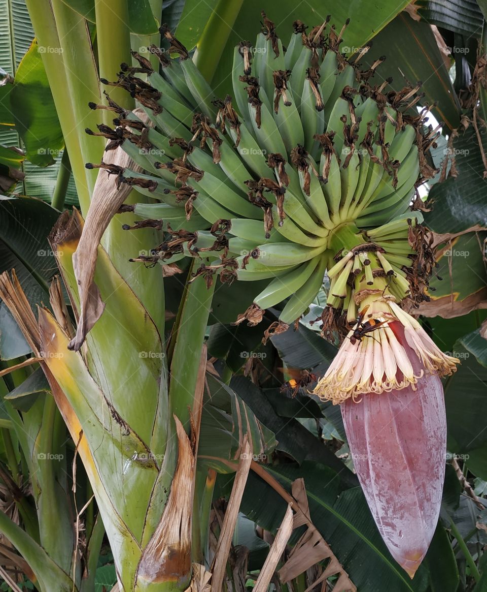 Growing Banana