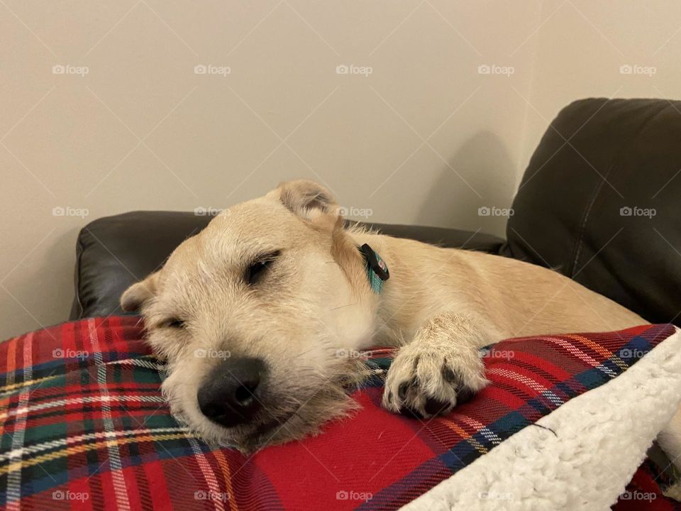 Sleepy puppy snoozing on a pillow