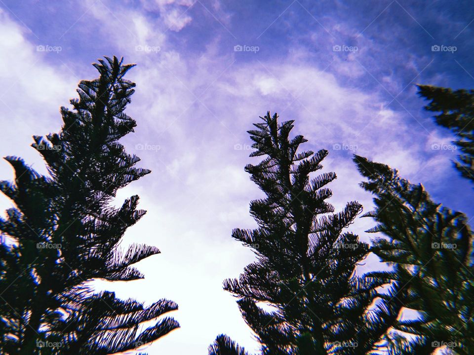 Mobile Series : Plants