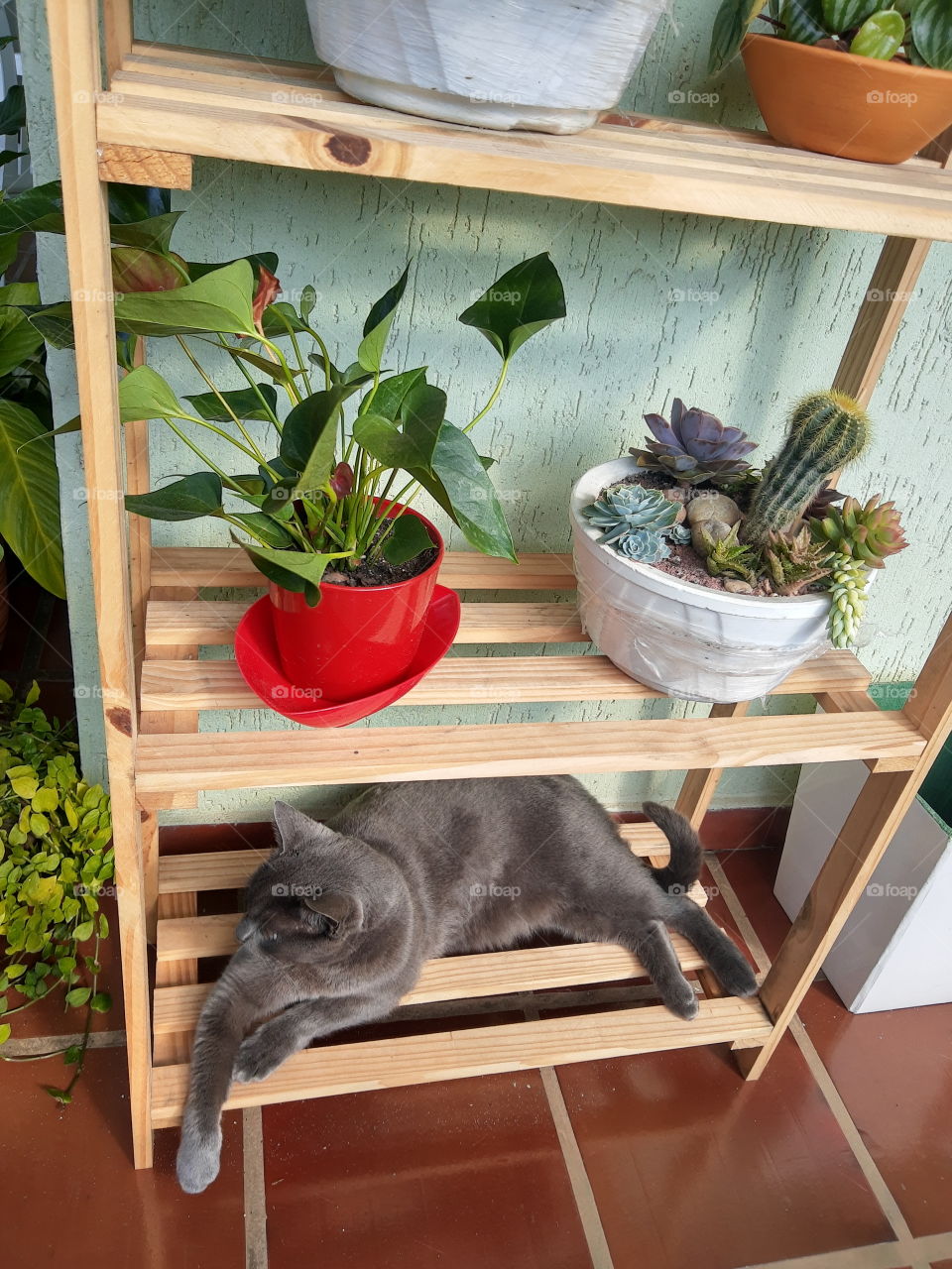 cat and plants
