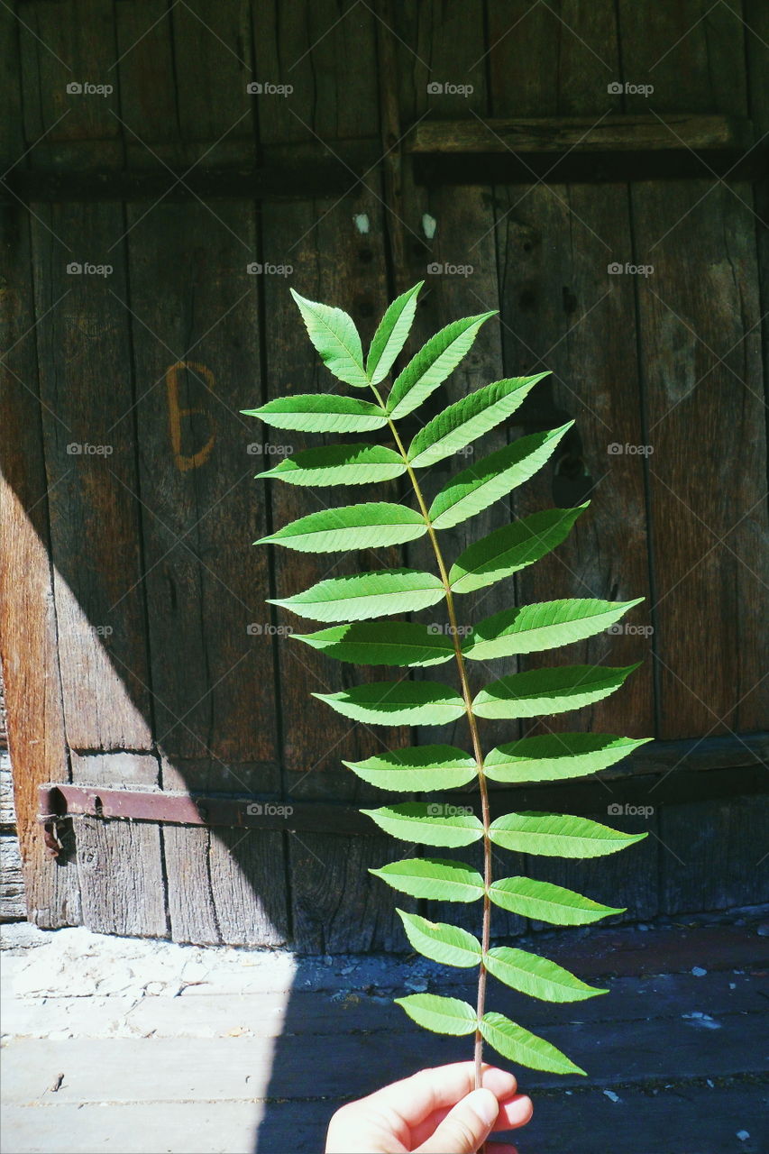 branch with green leaves on the background of wooden doors