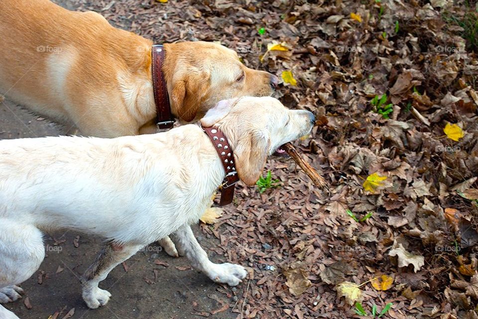 labrador walking