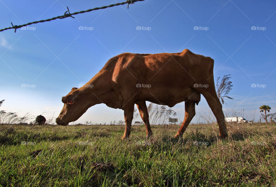 pasture cow by dodsongallery