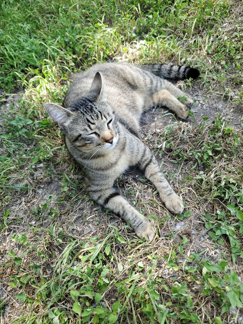 Tabby cat enjoying time in the sun.