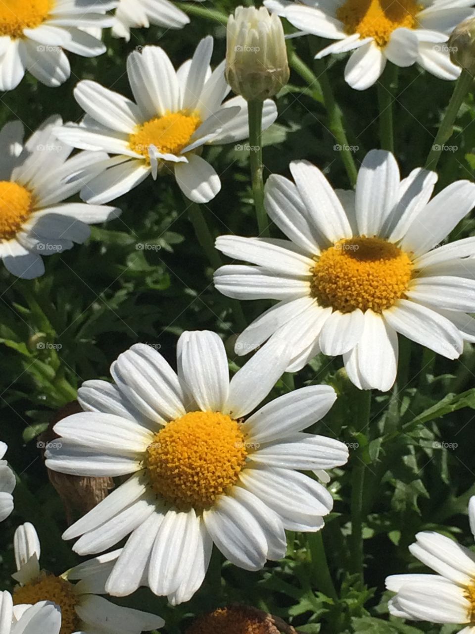 Chamomile flowers