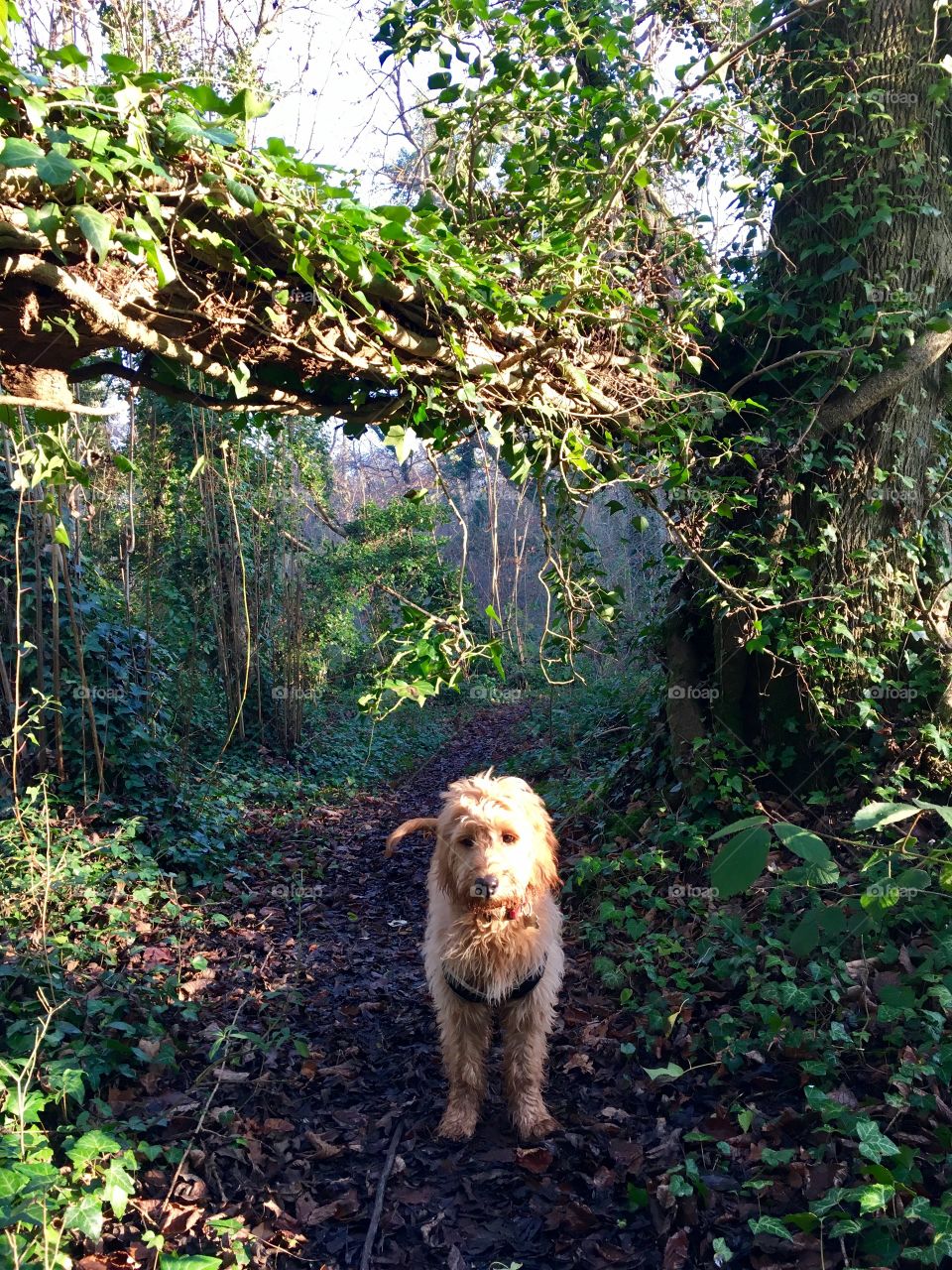 Woodland walk