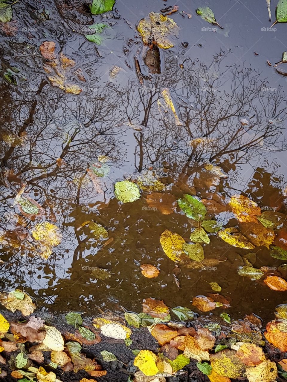 Fall tree in Puddle