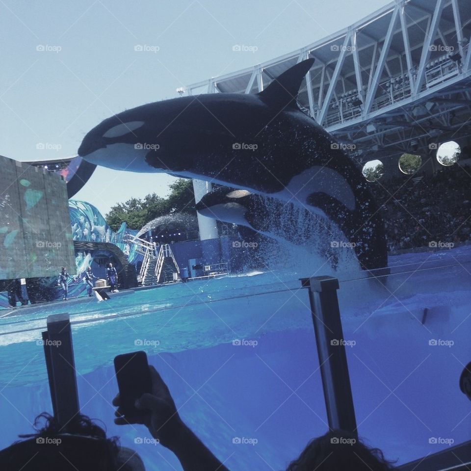 Seaworld Orcas