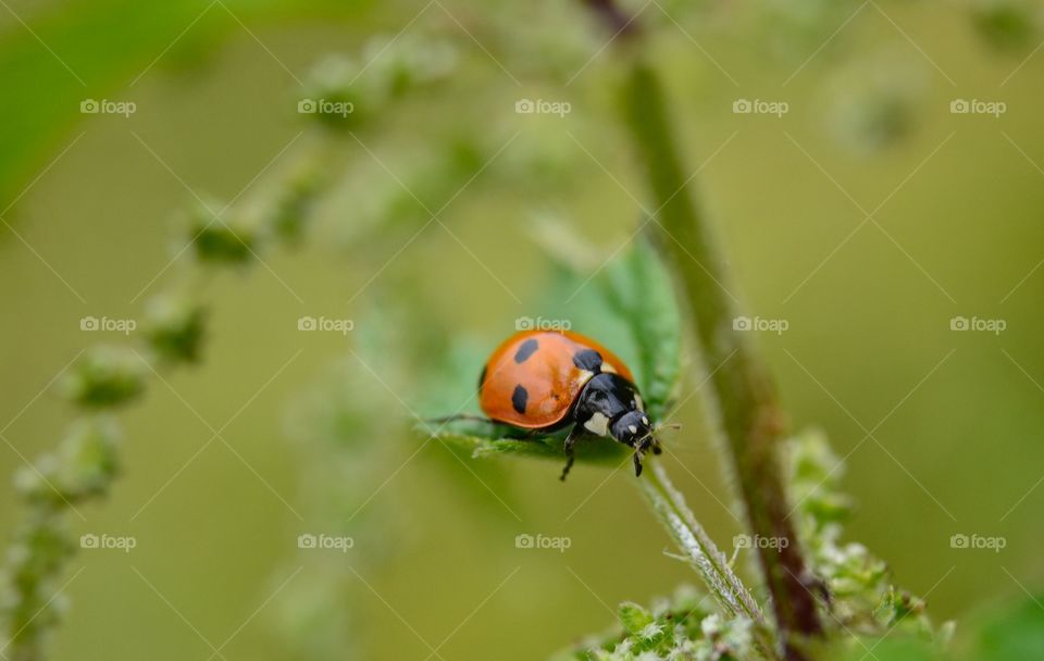 Ladybug