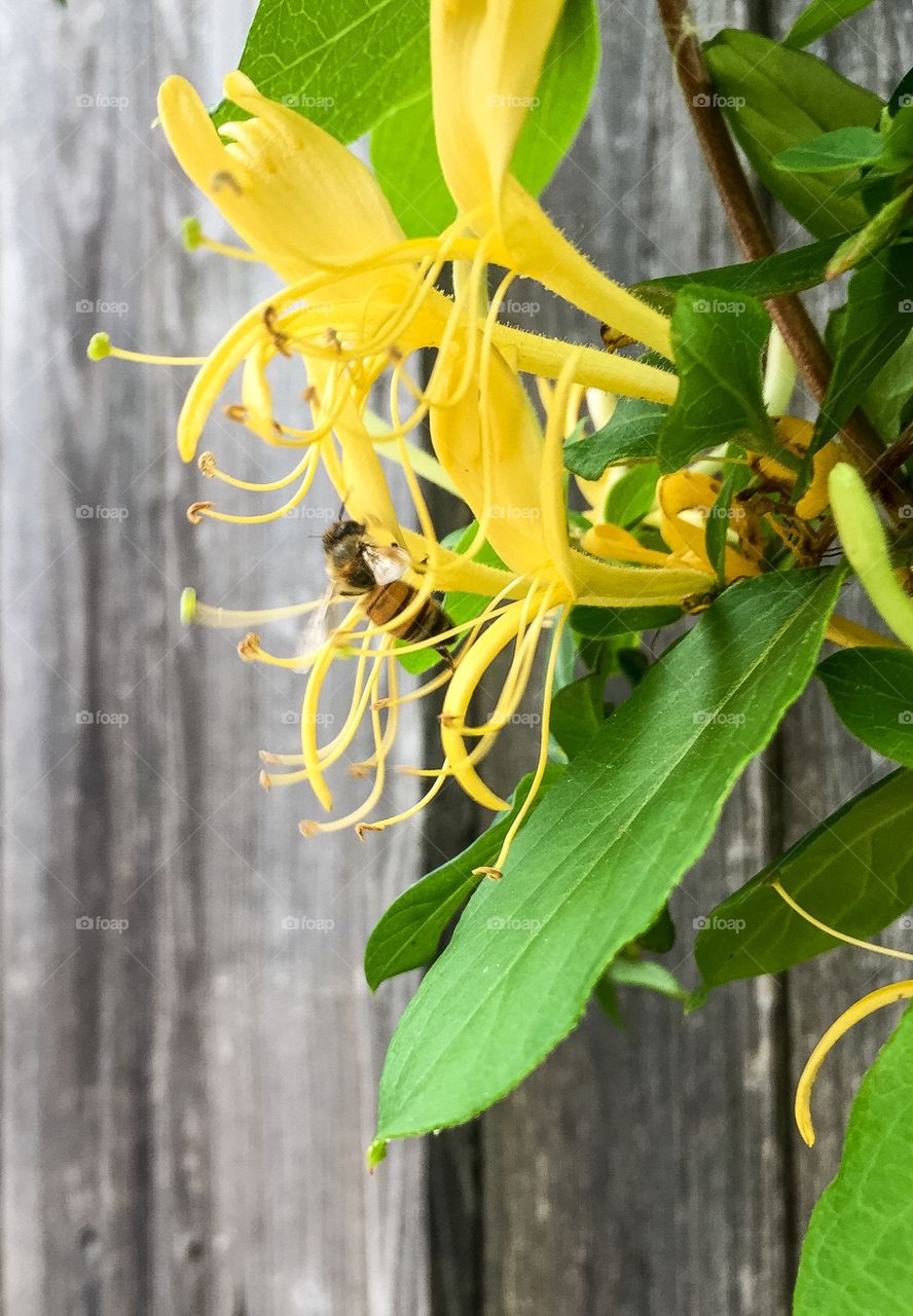 Bee on honeysuckle 
