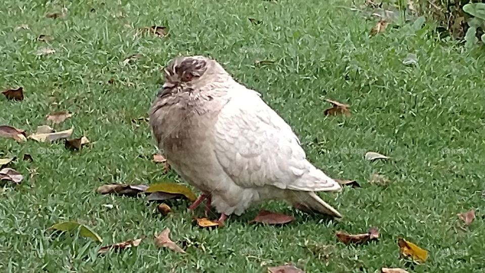 fluffy bird on the grass