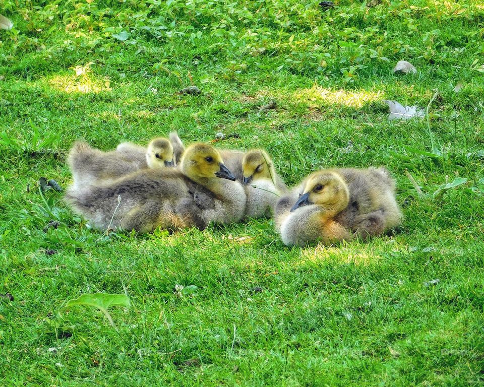 Dinosaurs or goslings 