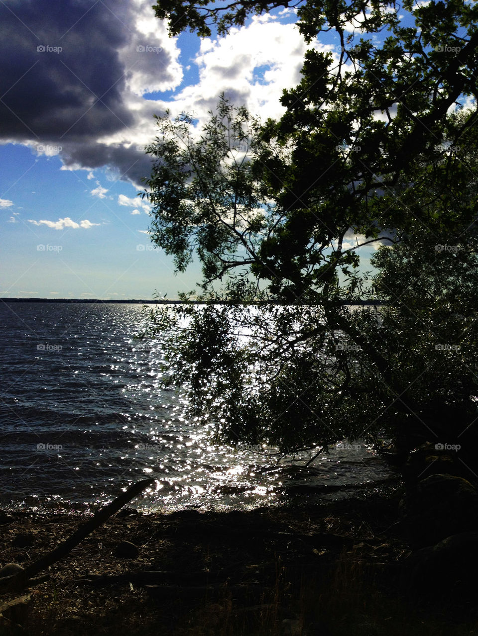 beach sky sol tree by joosse_b