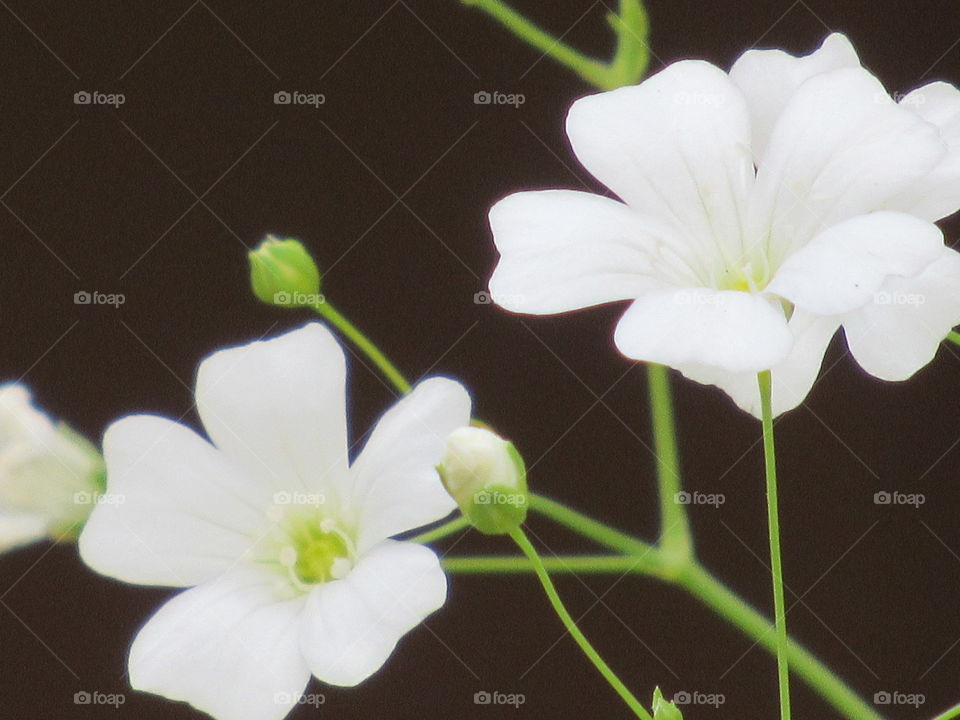 Tiny white flower