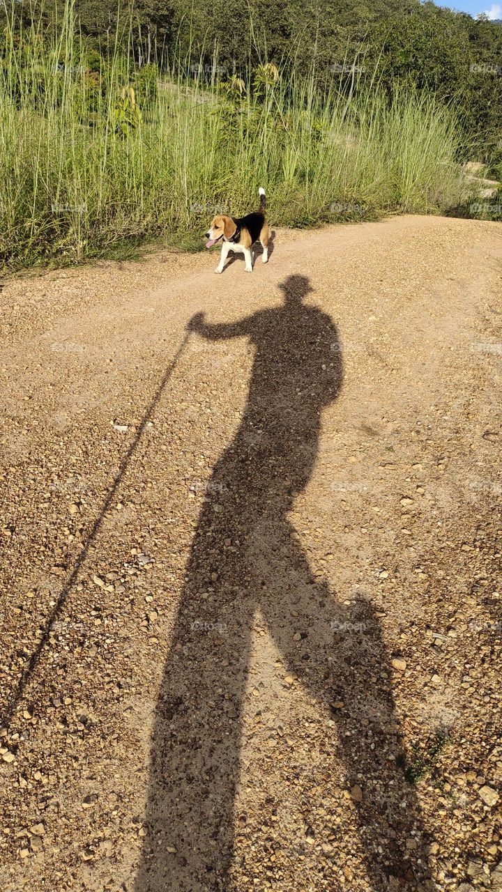 Man shadow walking beside beagle dog