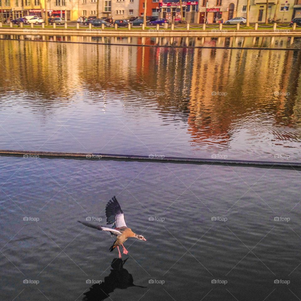 Duck landing. Duck landing on a small lake in cologne