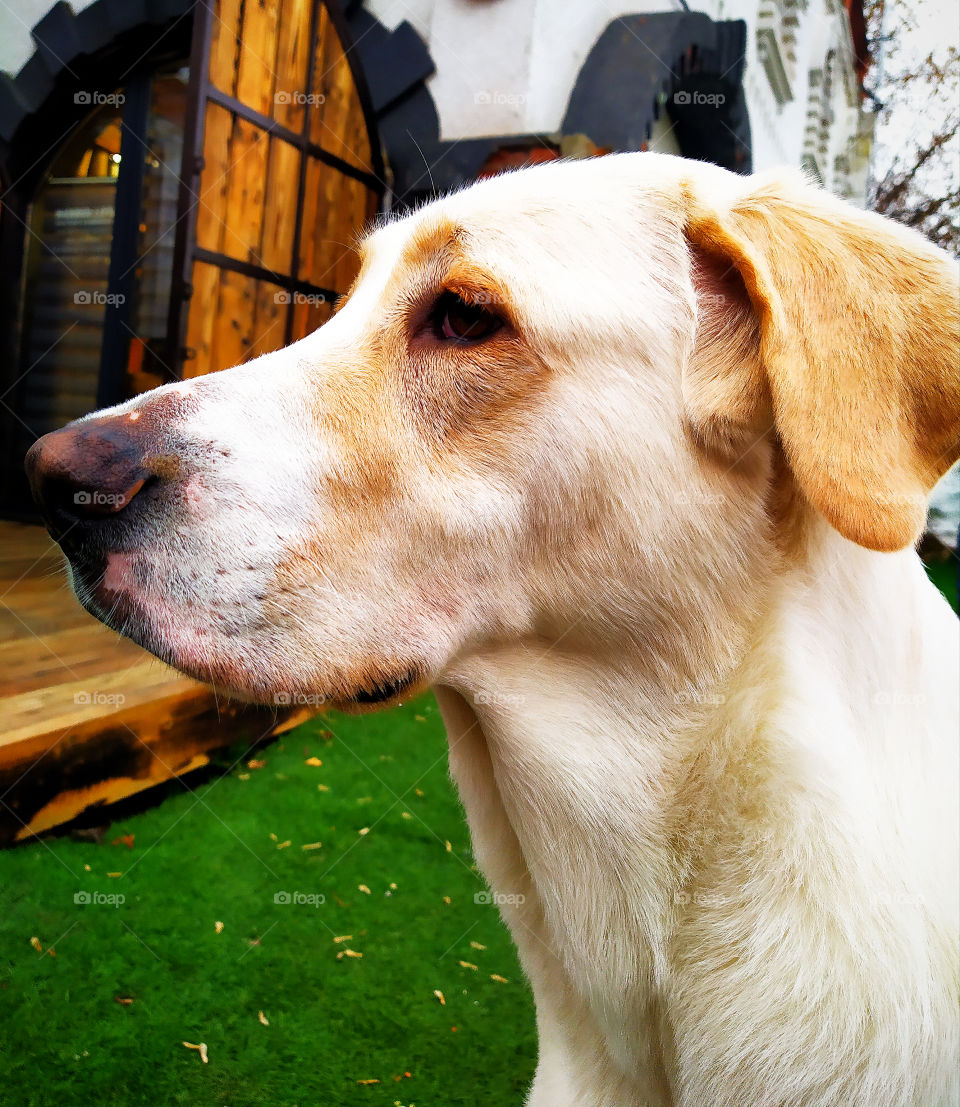 The dog that looks into the distance