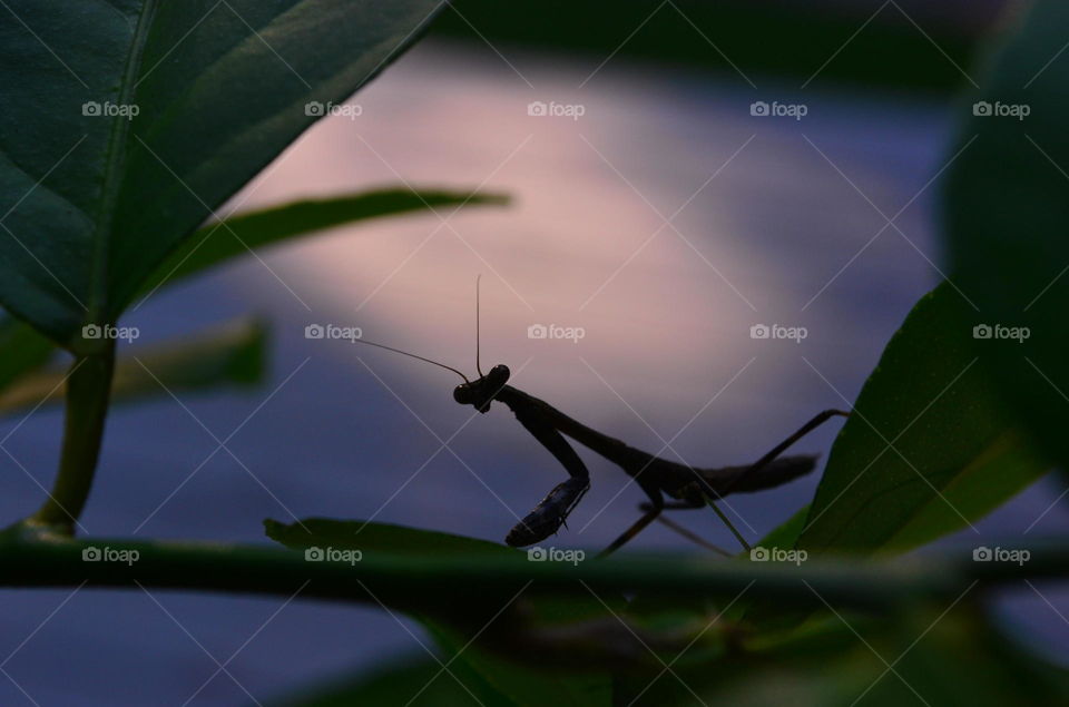 Preying Mantis in the shadows