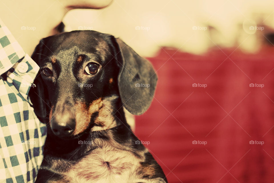 Portrait of dachshund