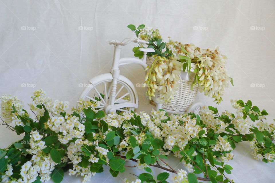 toy decorated bicycle with acacia flowers on a white background