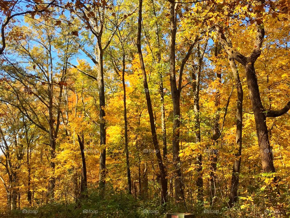 Fall Indiana forest 