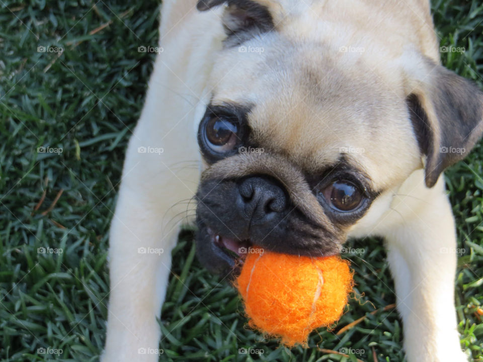 It's my ball so back off!