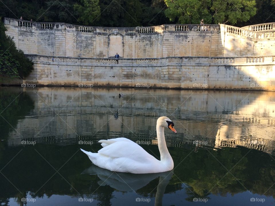 Swan swimming on lake