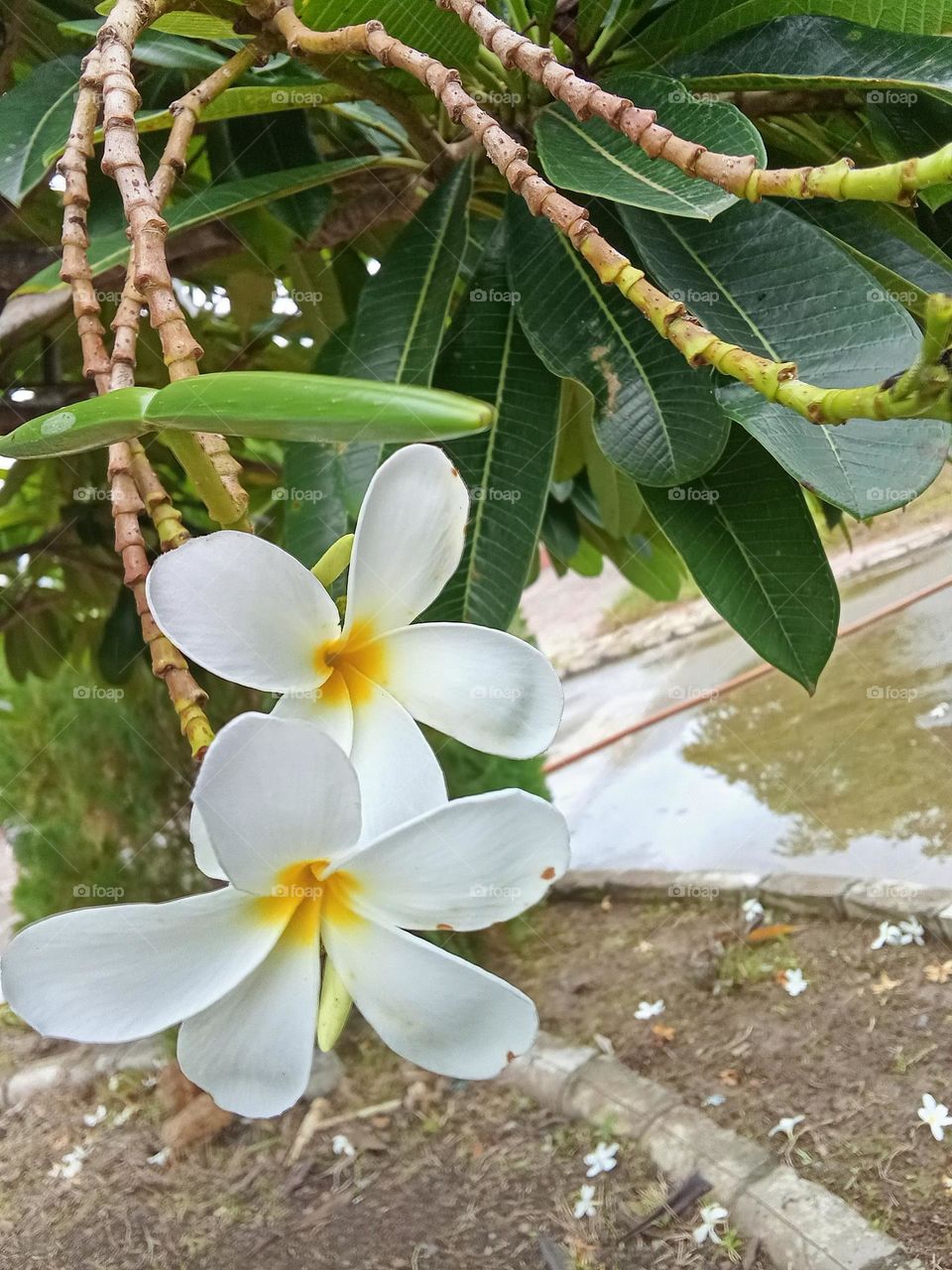 white flower Jasmine