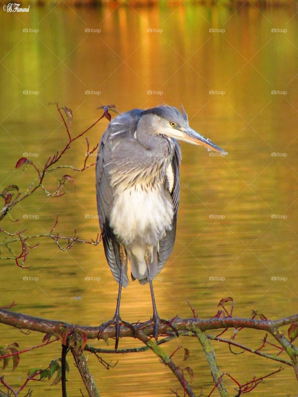 heron