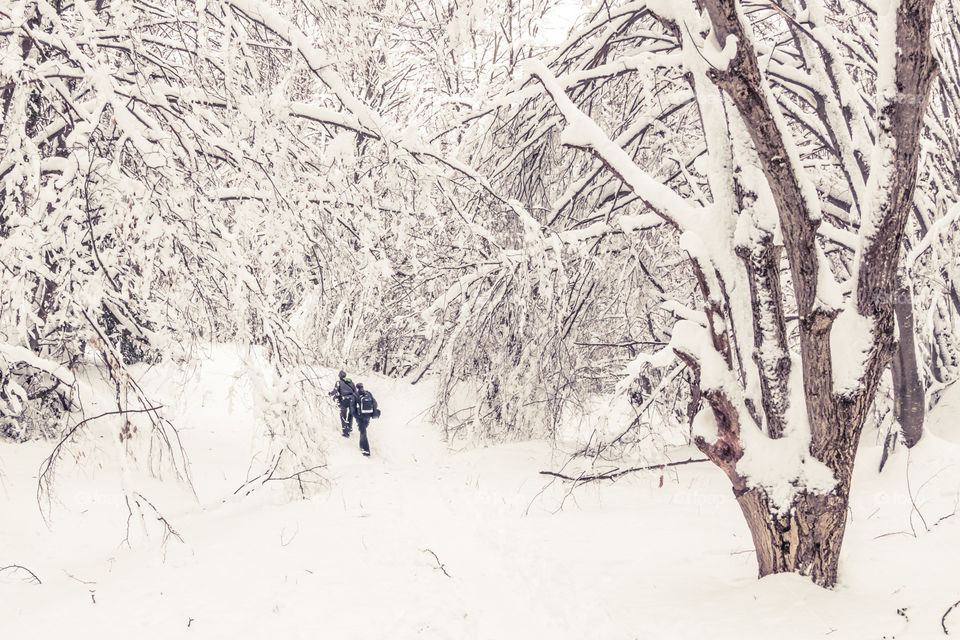 Two Men Friends Walking In A Snowy Forest Landscape With Trees
